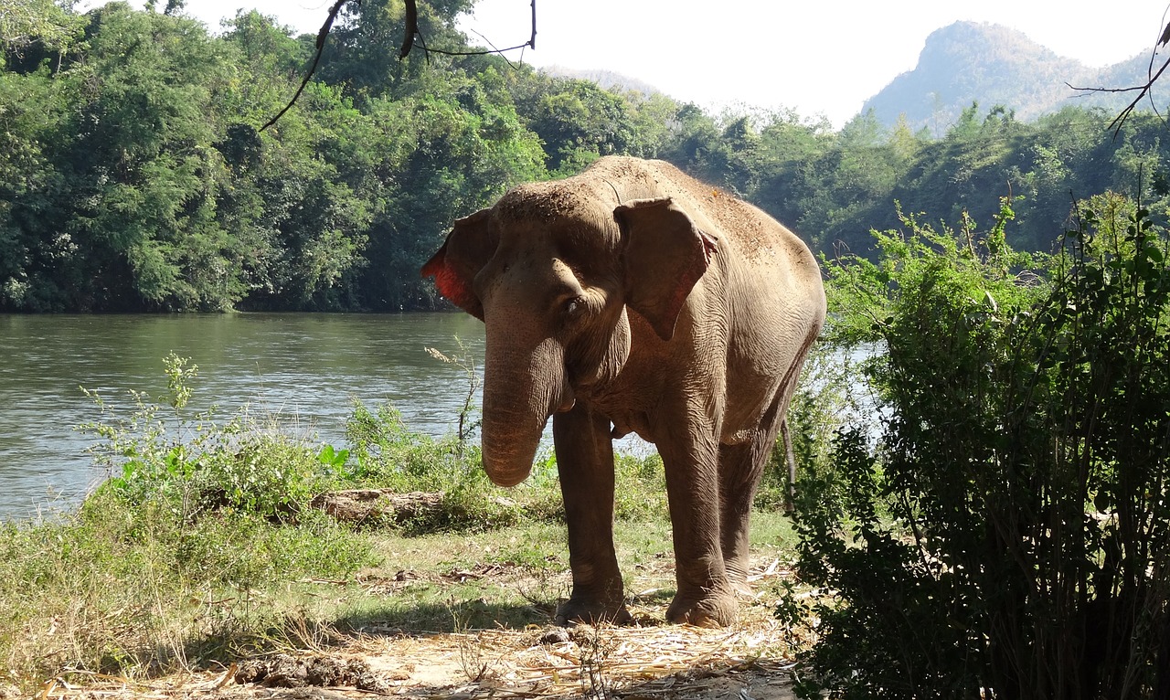 Pachyderm, Dramblys, Nacionalinis Parkas, Tailandas, Ūkis, Proboscidea, Nemokamos Nuotraukos,  Nemokama Licenzija