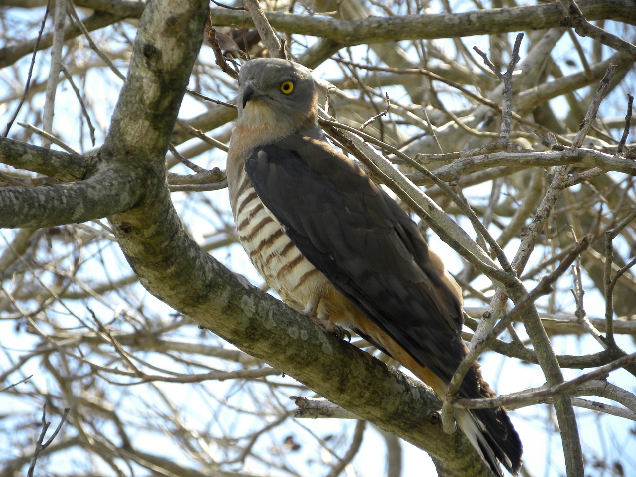 Pacific Baza, Aviceda Subcristiata, Paukščiai, Laukinė Gamta, Australian, Fauna, Gamta, Laukiniai, Gyvūnas, Snapas