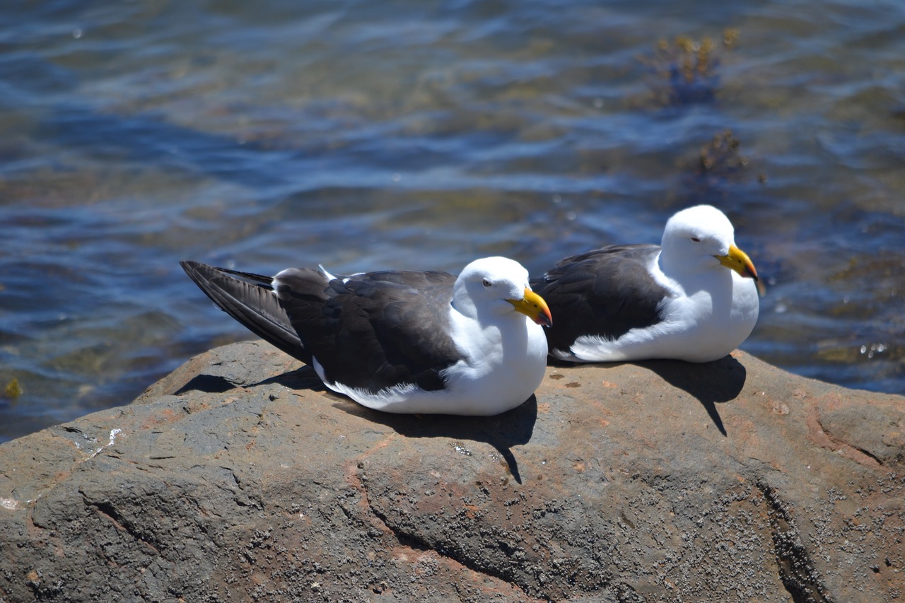 Ramiojo Vandenyno Pakrantė, Paukščiai, Ornitologija, Pietų Australija, Australia, Nemokamos Nuotraukos,  Nemokama Licenzija