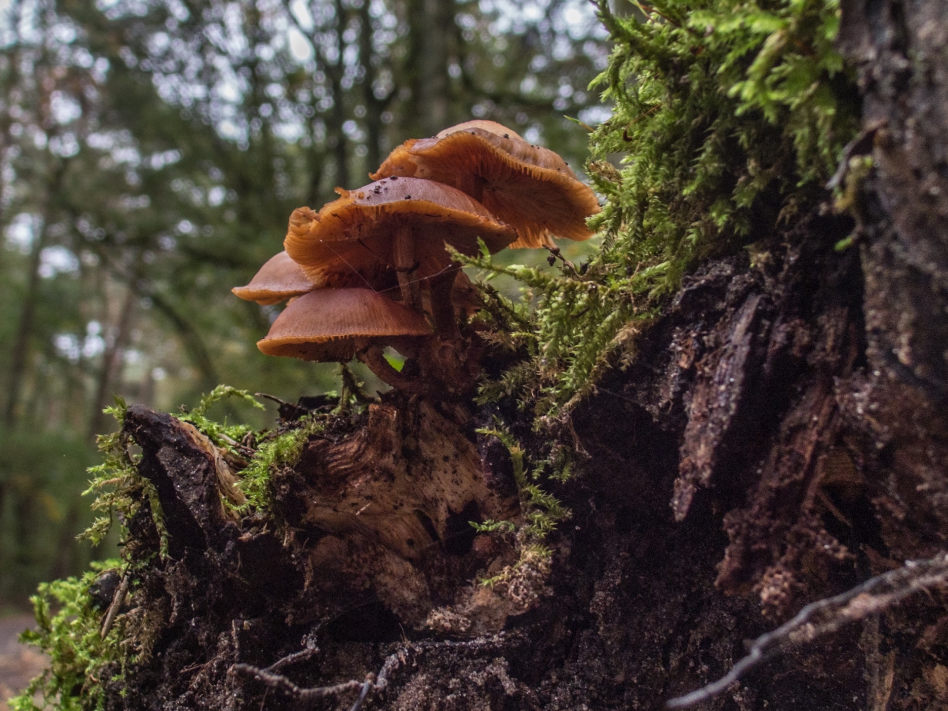 Grybai,  Flora,  Gamta,  Grybelis,  Grybai, Nemokamos Nuotraukos,  Nemokama Licenzija