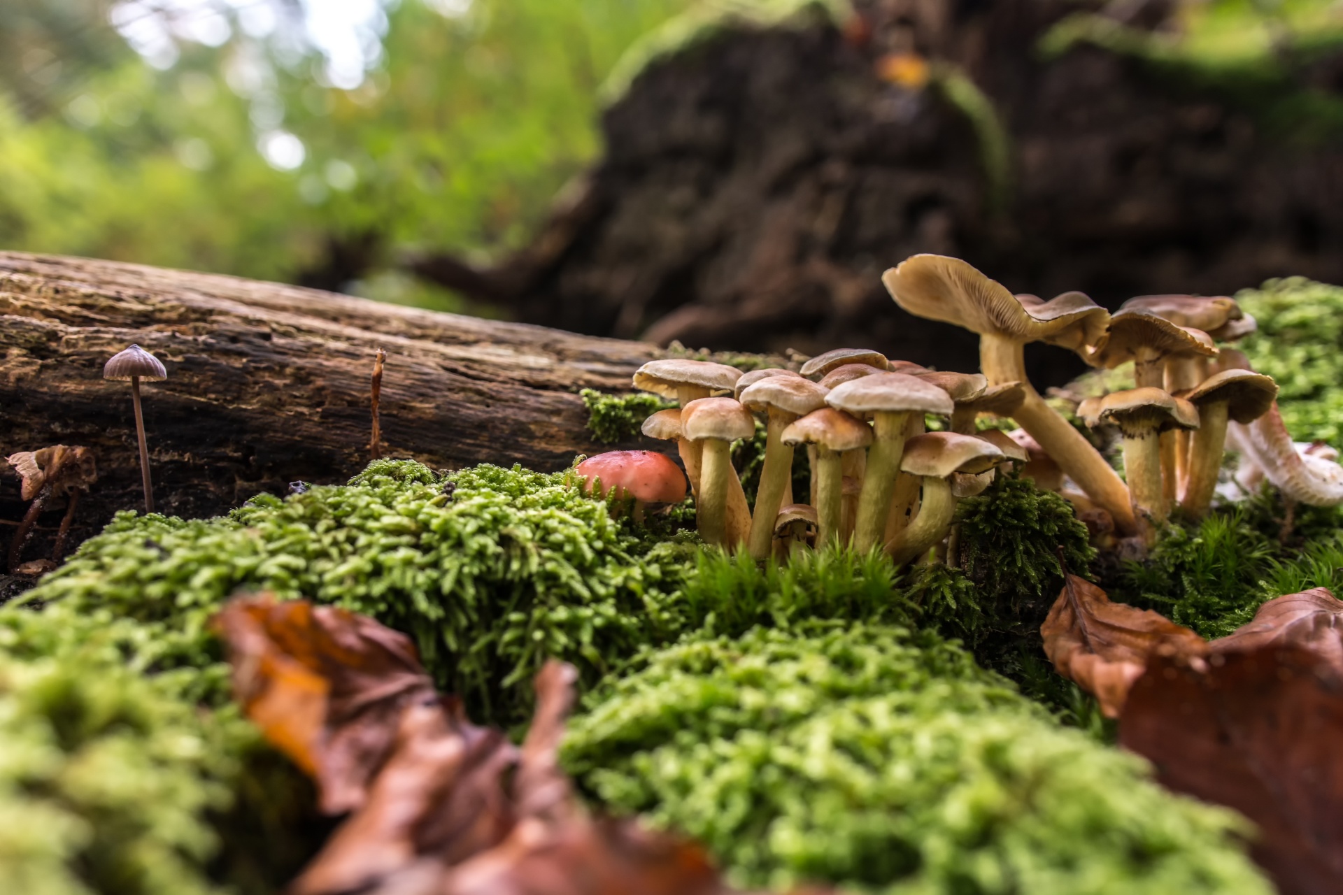 Grybai,  Flora,  Gamta,  Grybelis,  Grybai, Nemokamos Nuotraukos,  Nemokama Licenzija