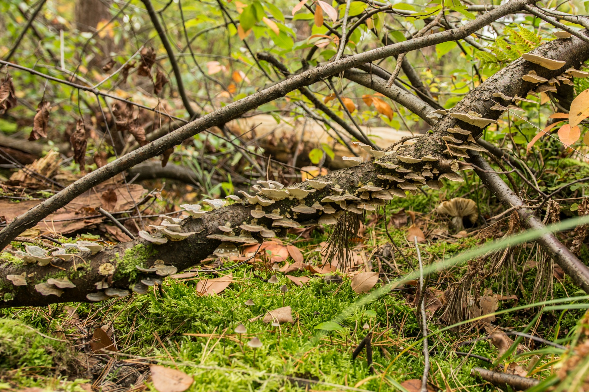 Grybai,  Flora,  Gamta,  Grybelis,  Grybai, Nemokamos Nuotraukos,  Nemokama Licenzija