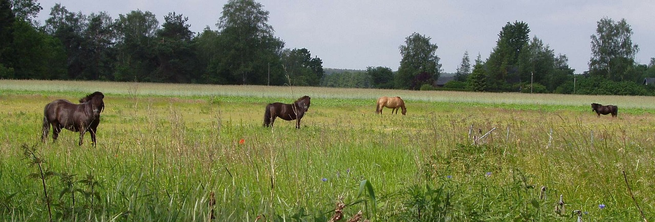 Paddock, Arkliai, Jungtis, Ganykla, Gyvūnai, Panorama, Tolimas Vaizdas, Laukas, Nemokamos Nuotraukos,  Nemokama Licenzija