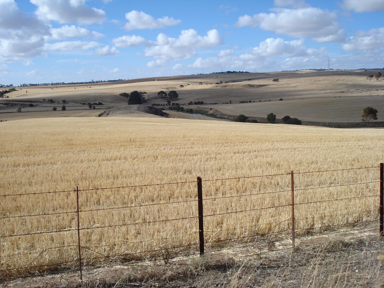 Paddock, Pasėlių, Kvieciai, Grūdai, Dangus, Žemdirbystė, Kaimas, Žemės Ūkio, Australia, Šalis