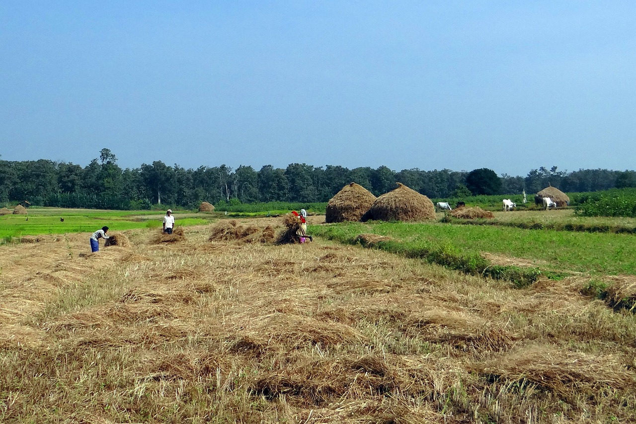 Paddy, Derlius, Ryžiai, Laukai, Šieno Gaudyklės, Darbuotojai, Kalghatgi, Dharwad, Indija, Nemokamos Nuotraukos