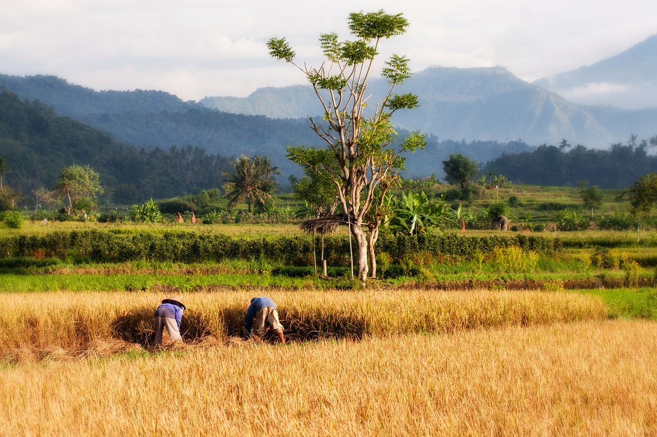 Paddy, Bali, Ryžių Auginimas, Ryžių Derlius, Derlius, Žemdirbystė, Kraštovaizdis, Auginimas, Lauko Auginimas, Indonezija