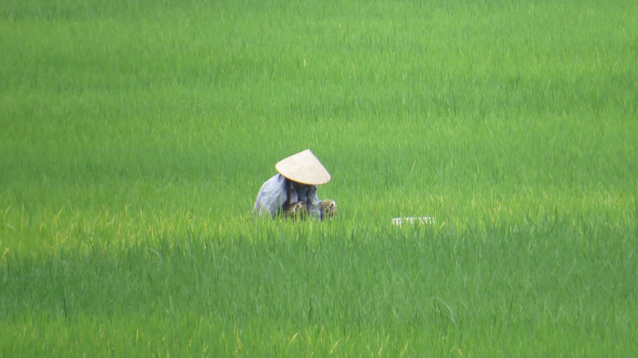 Paddy, Vietnamas, Ūkininko Žmona, Skrybėlę, Asija, Mai Chau, Nemokamos Nuotraukos,  Nemokama Licenzija