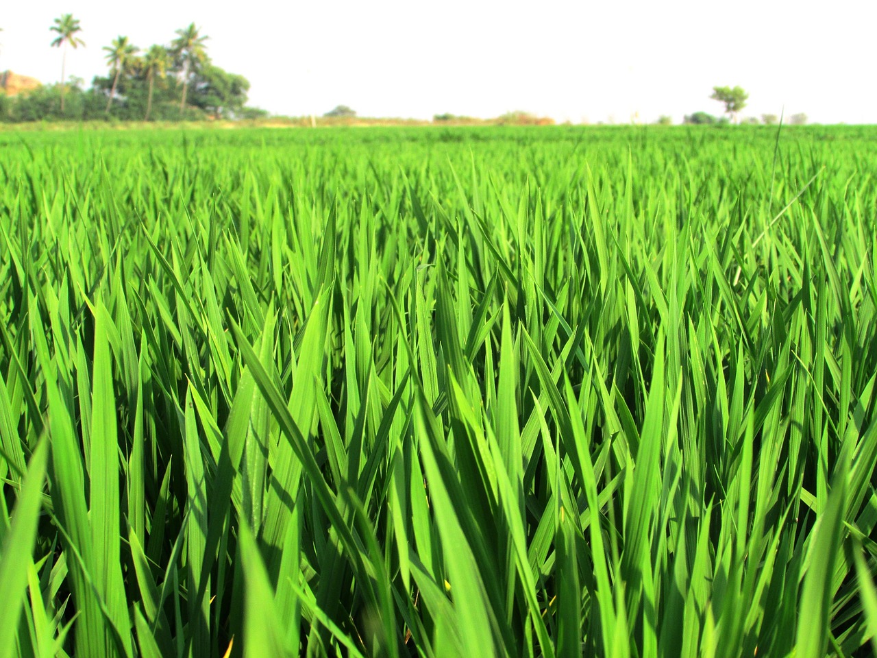 Paddy, Laukai, Ryžiai, Pasėliai, Augalai, Valgomieji, Maisto Produktai, Grūdai, Sėklos, Flora