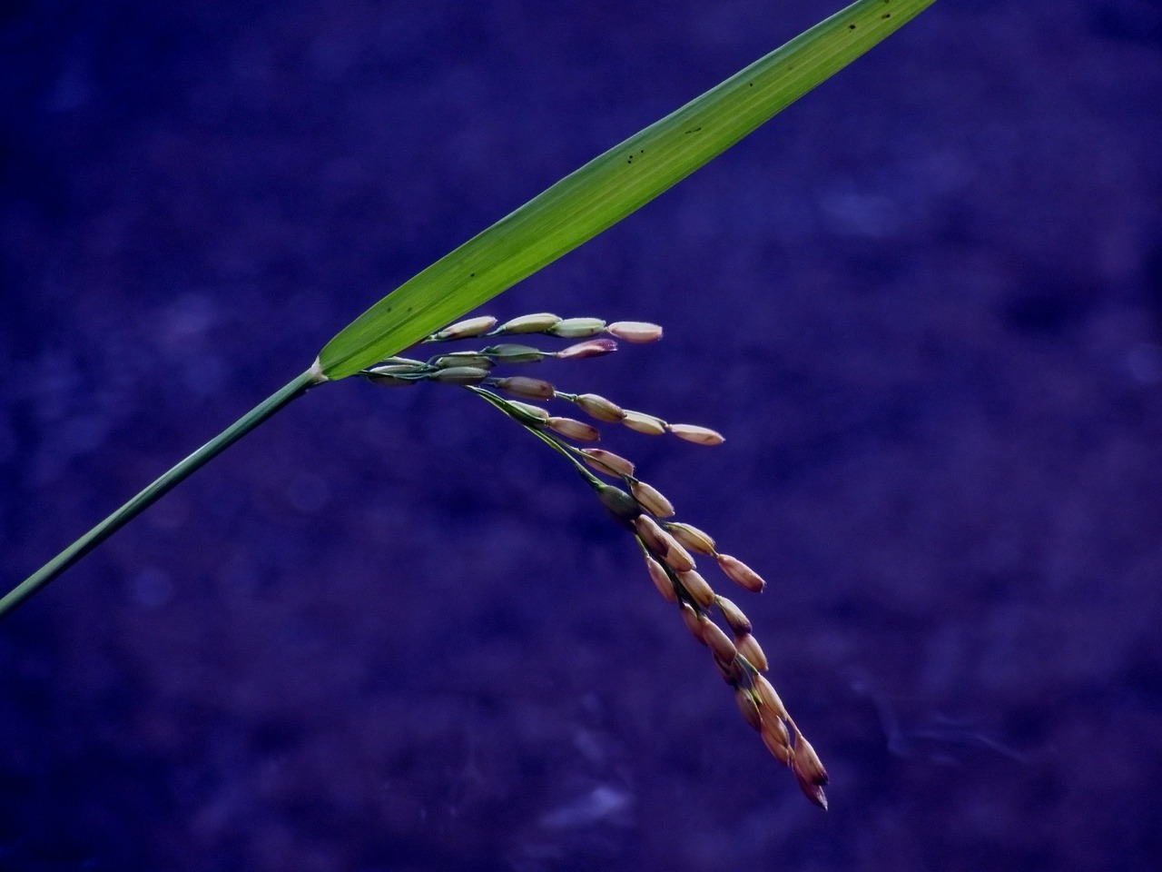 Paddy, Maistas, Žemdirbystė, Augalas, Gamta, Asija, Žalias, Derlius, Pasėlių, Natūralus