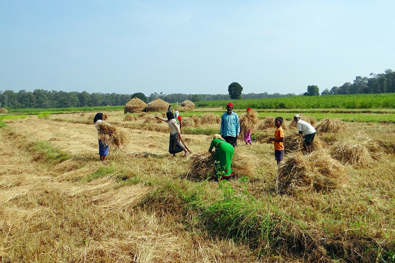 Paddy Derlius, Šieno Kamienas, Darbuotojai, Kalghatgi, Dharwad, Indija, Nemokamos Nuotraukos,  Nemokama Licenzija