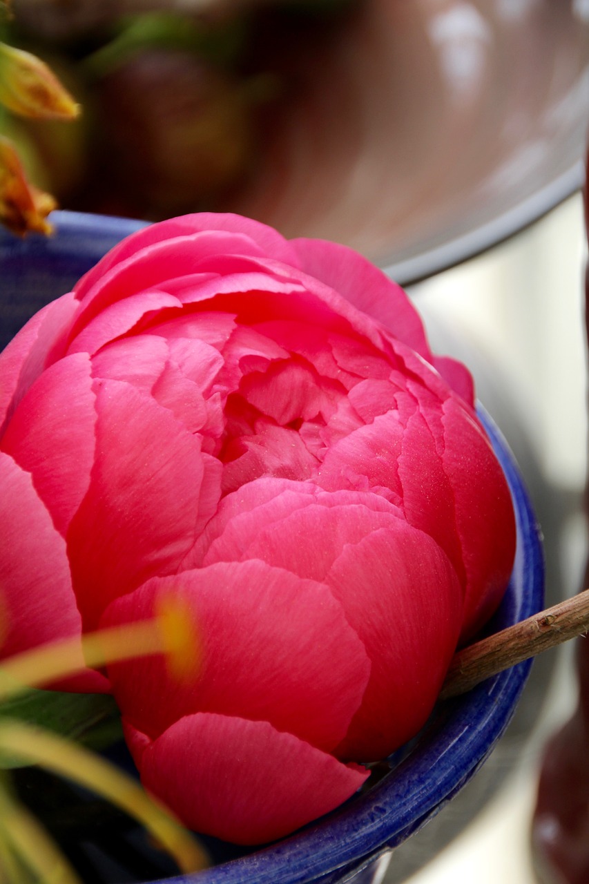 Paeonia, Pikonija, Žiedas, Žydėti, Rožinis, Pentecost Rosengewächs, Krūmų Peonija, Paeoniaceae, Uždaryti, Nemokamos Nuotraukos