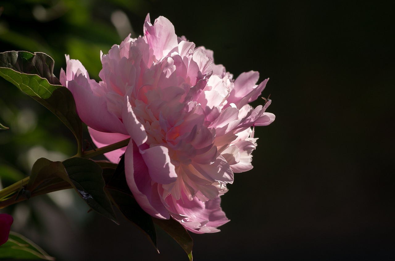 Paeonia,  Bijūnas,  Žiedas,  Žydi,  Rožinis,  Krūmas Bijūnas,  Paeoniaceae,  Gėlė,  Gėlių Sodas,  Dvigubas Žiedas