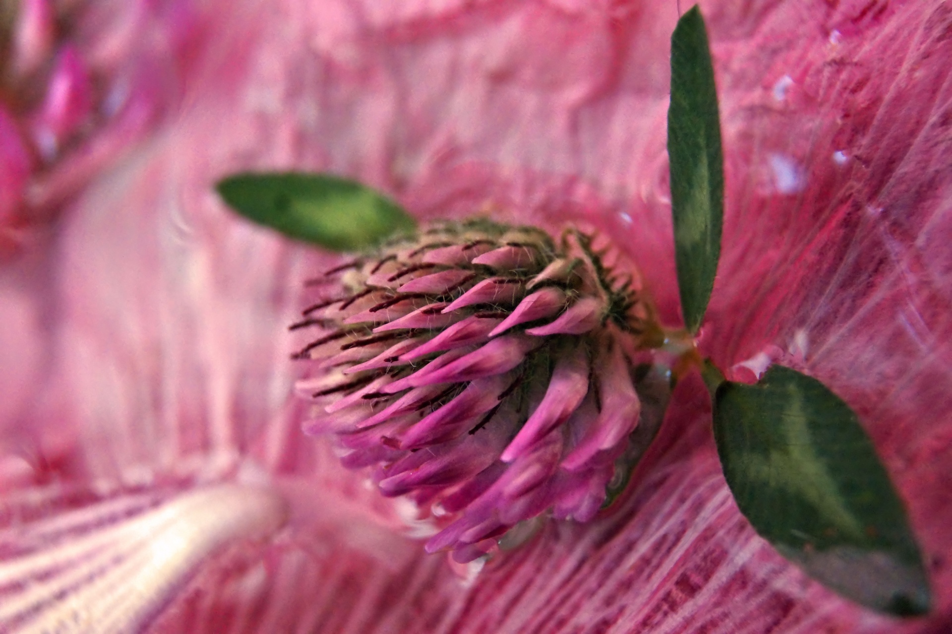 Trifolium,  Hybridum,  Hayfield,  Gėlė,  Gyvūnai,  Maistas,  Puslapis,  Dvylika,  12 Psl, Nemokamos Nuotraukos