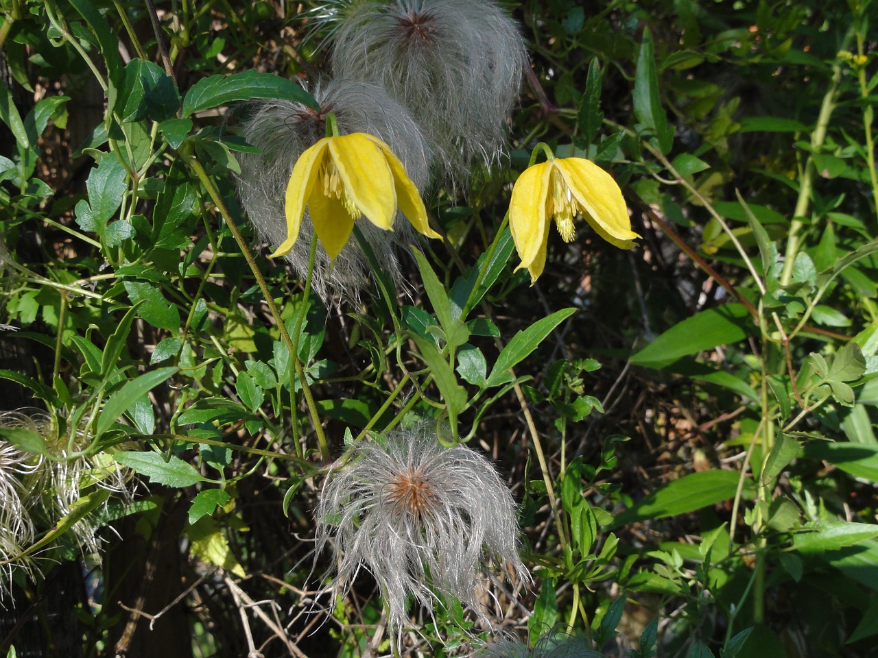 Pagoda, Clematis, Chiisanensis, Uždaryti, Gėlės, Nemokamos Nuotraukos,  Nemokama Licenzija