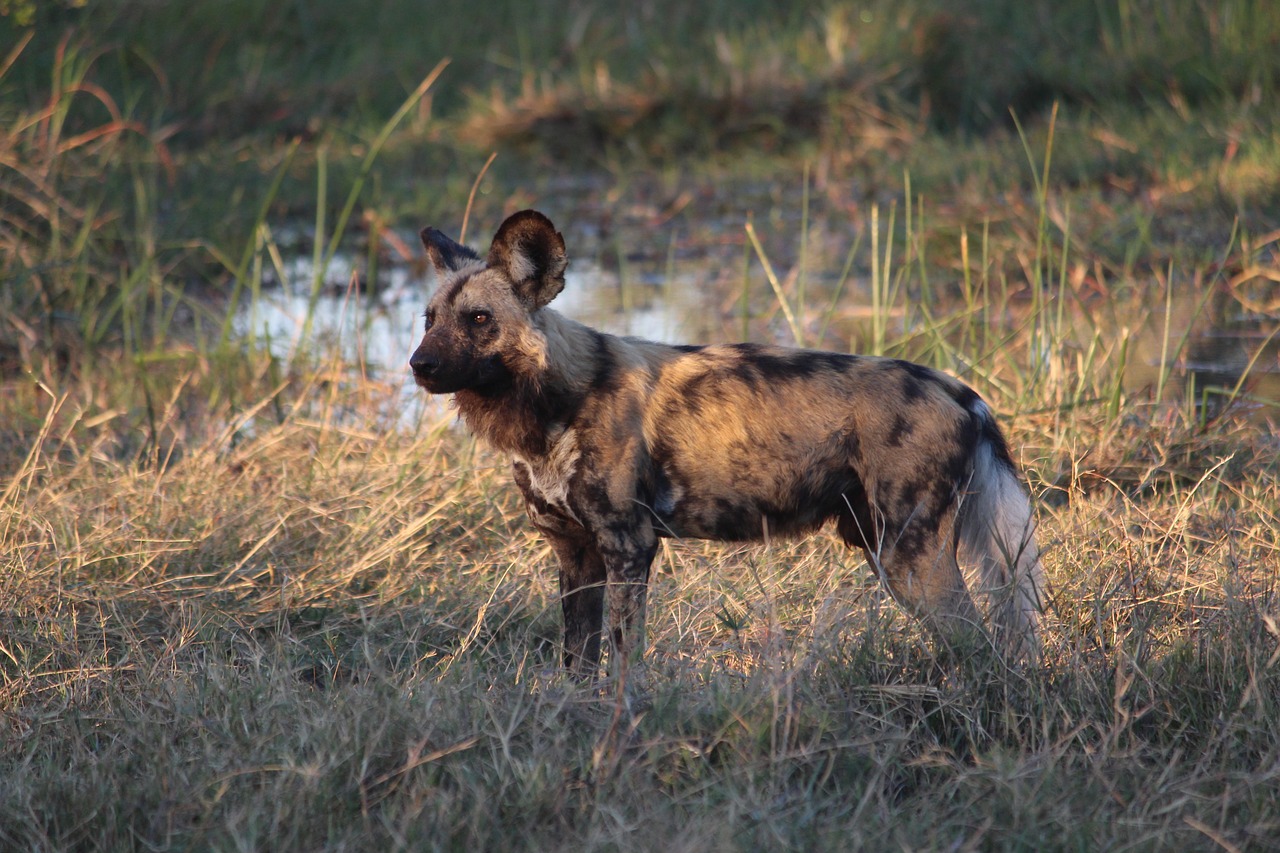 Dažytas Šuo,  Laukinių,  Afrikoje,  Botsvana,  Žinduolis,  Laukinis Šuo, Nemokamos Nuotraukos,  Nemokama Licenzija