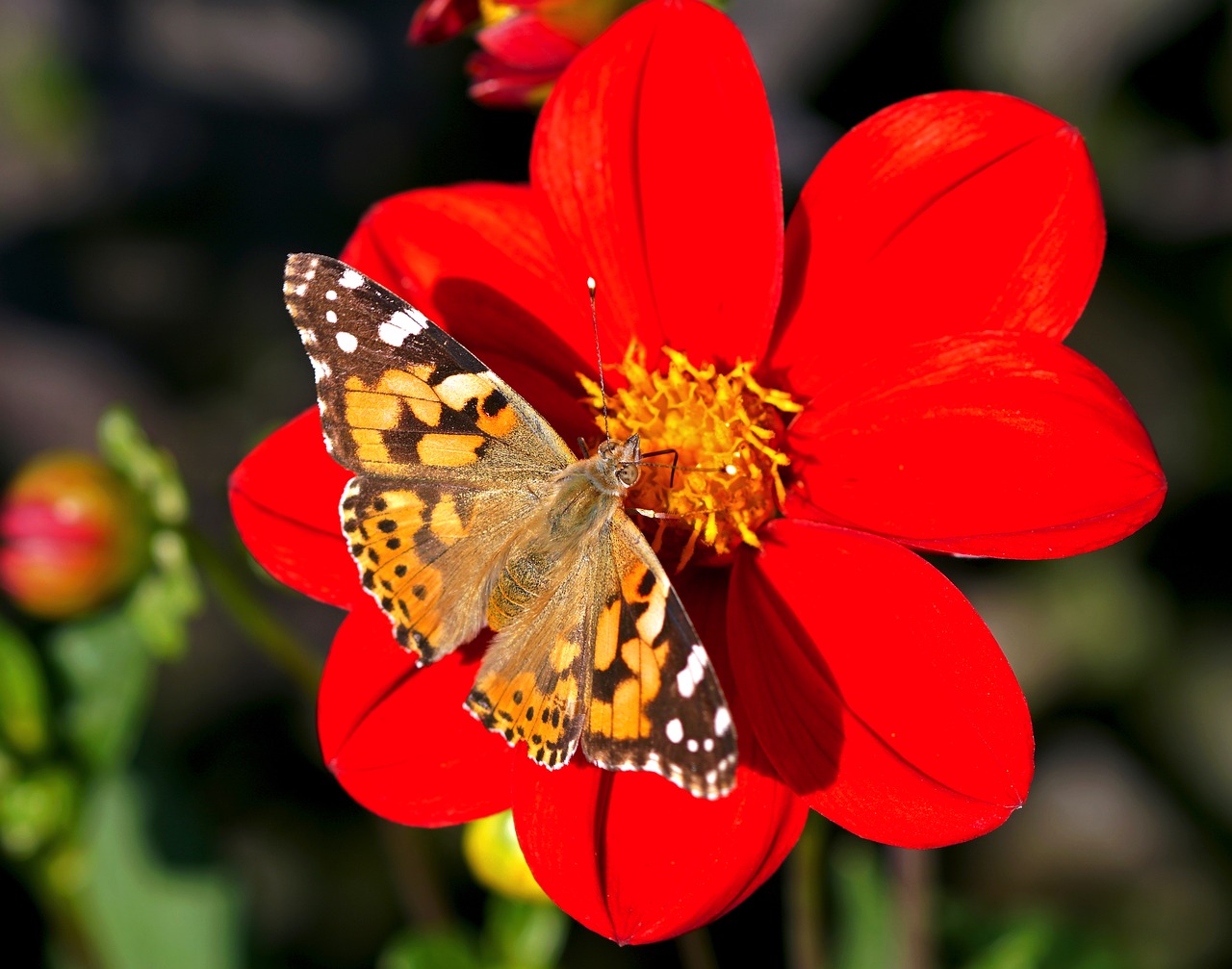 Dažytos Panele, Dahlia, Raudona, Gėlės, Gėlė, Sodas, Sodo Augalas, Gėlių Sodas, Augalas, Dahlia Sodas