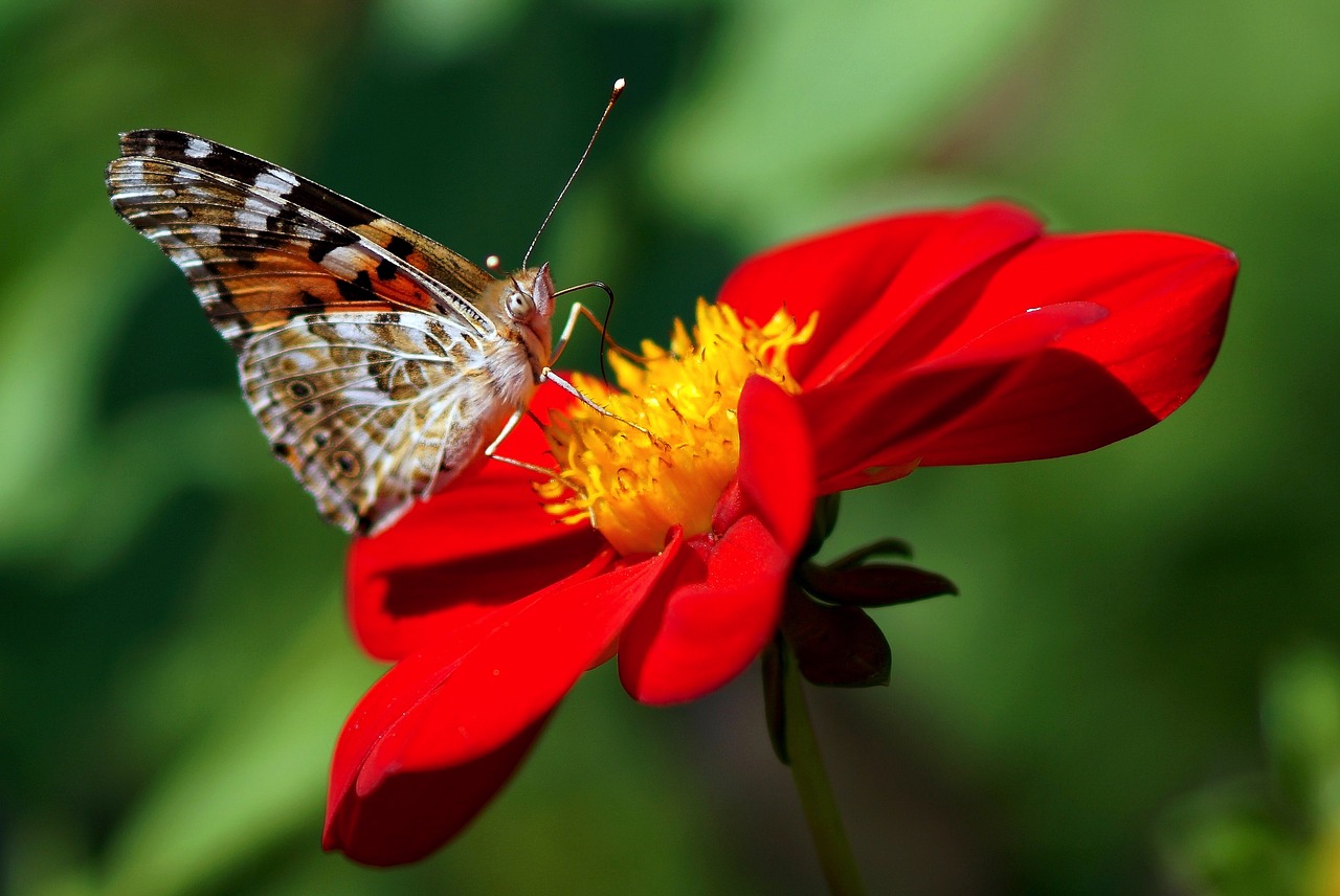 Dažytos Panele, Dahlia, Raudona, Gėlės, Gėlė, Sodas, Sodo Augalas, Gėlių Sodas, Augalas, Dahlia Sodas