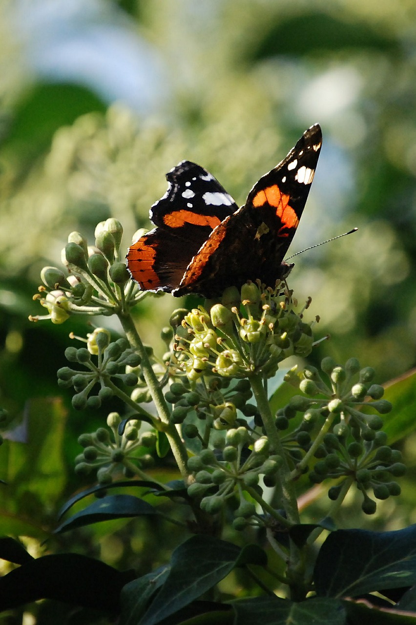 Dažytos Panele, Vanessa Cardui, Lepidoptera, Drugelis, Vabzdys, Sparnas, Laukinė Gamta, Klaida, Šviesus, Mažas