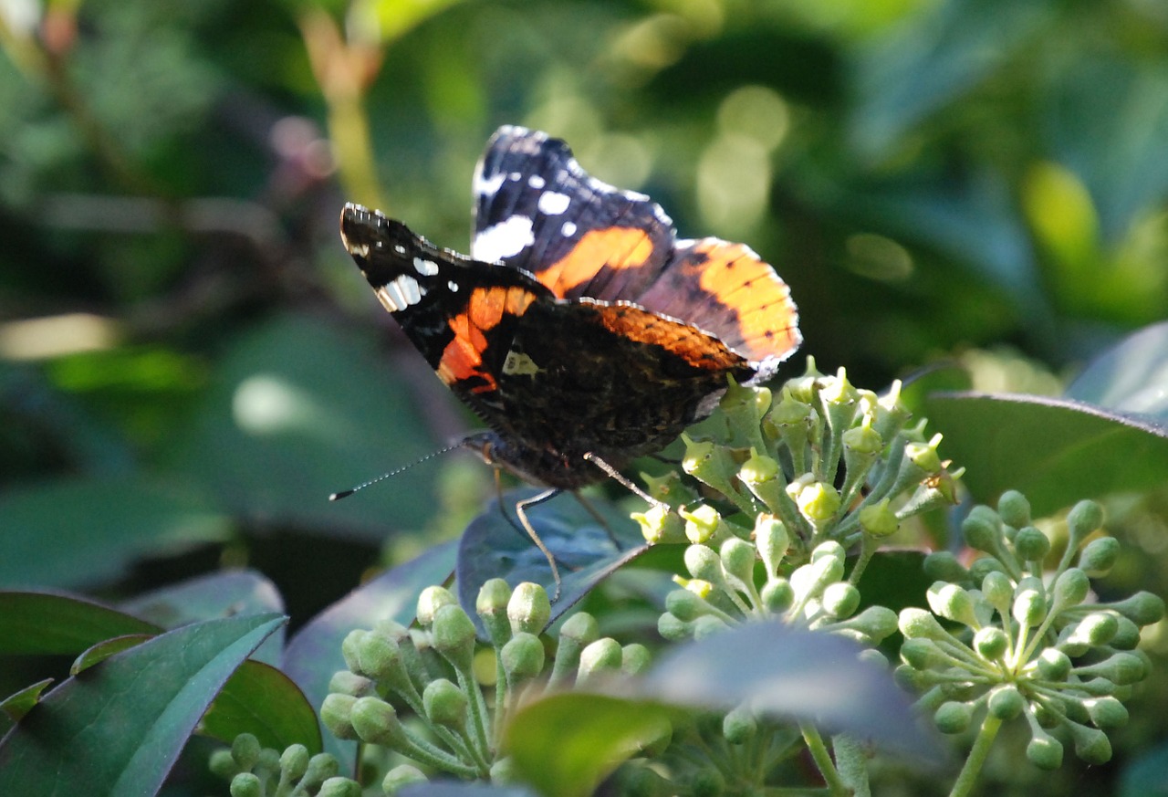 Dažytos Panele, Vanessa Cardui, Lepidoptera, Drugelis, Vabzdys, Sparnas, Laukinė Gamta, Klaida, Šviesus, Mažas