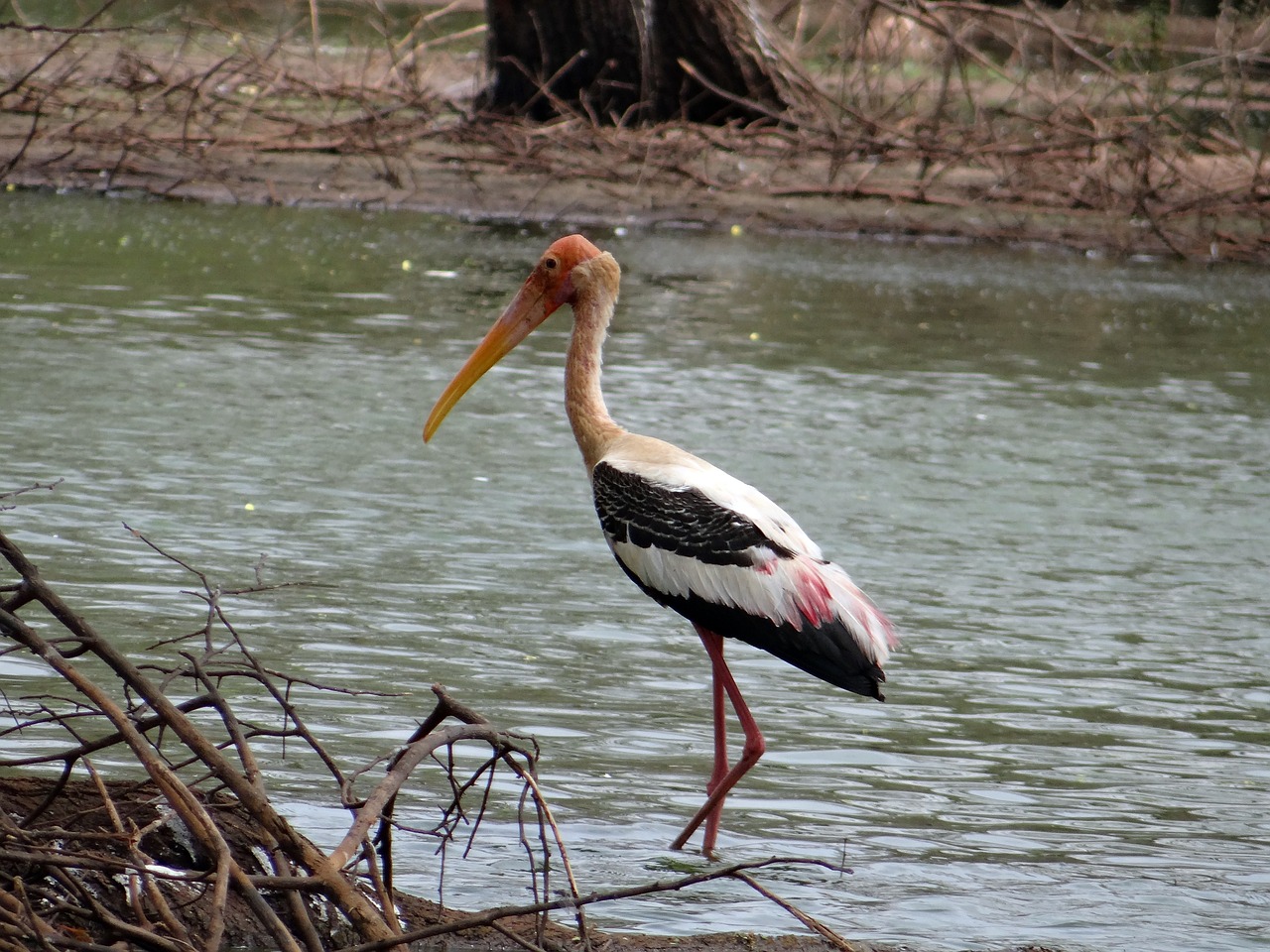 Dažytas Gandras, Gandras, Paukštis, Wader, Laukinė Gamta, Gamta, Šventykla, Ankasamudra, Karnataka, Indija