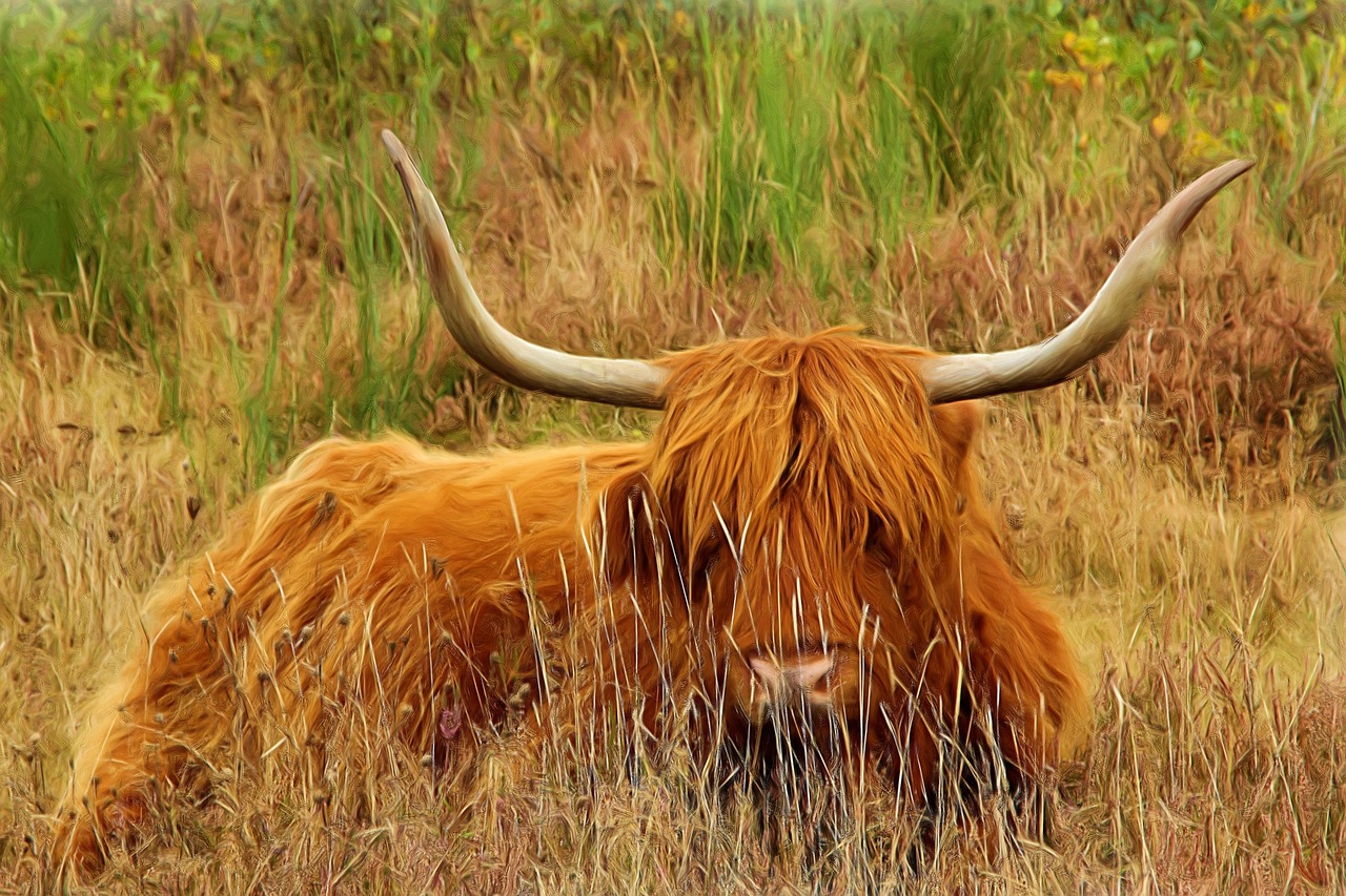 Dažymas, Tapyba Aliejiniais Dažais, Fotografavimas, Jautiena, Ilgas Ragas, Highland Beef, Galoway, Menas, Meno Kūriniai, Kūrybingas