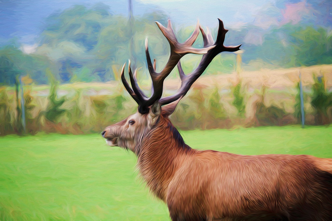 Dažymas, Tapyba Aliejiniais Dažais, Fotografavimas, Hirsch, Antler, Raudonas Elnias, Menas, Meno Kūriniai, Kūrybingas, Gyvūnų Portretas