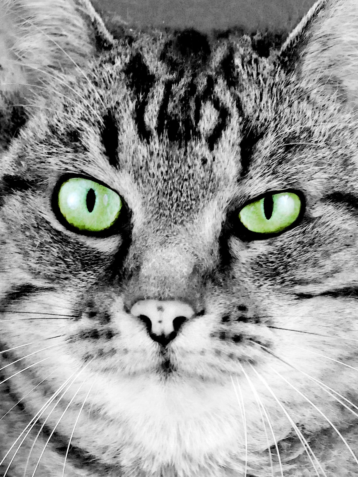 Katė,  Katės Veidas,  Portretas,  Meno,  Iliustracija,  Dažymas,  Kačių,  Žalia Akys,  Katės Akys,  Katė & Nbsp