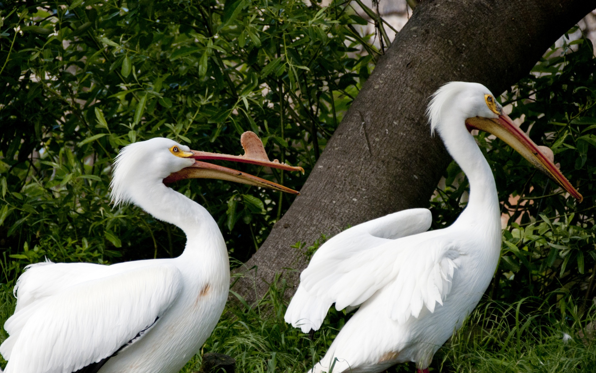 Paukštis,  Paukščiai,  Laukinė Gamta,  Pelican,  Pelikanai,  Sėdi,  Snapas,  Laisvas,  Viešasis & Nbsp,  Domenas