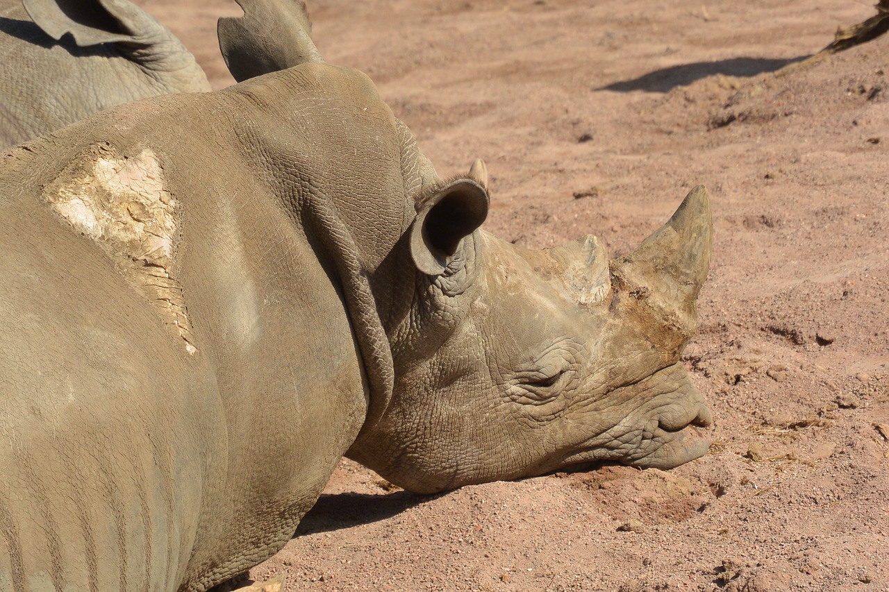 Pairi Daiza, Raganos, Gyvūnai, Ragas, Ragai, Afrika, Gyvūnų Portretas, Laukinis Gyvūnas, Gamta, Tawny