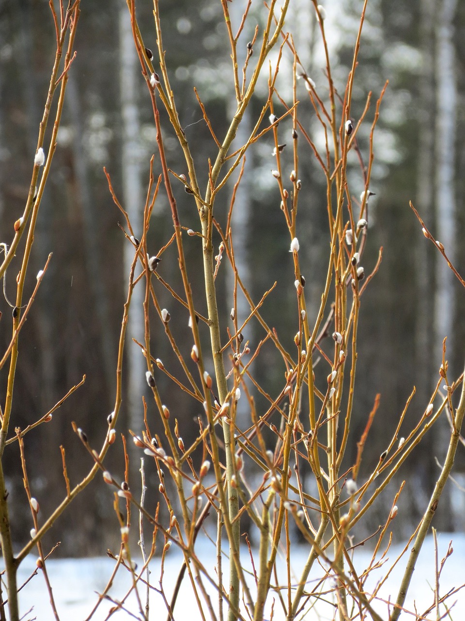 Pajunks, Gluosniai Katinai, Pavasaris, Velykos, Mikkeli, Suomių, Gamta, Sniegas, Gluosnis, Nemokamos Nuotraukos