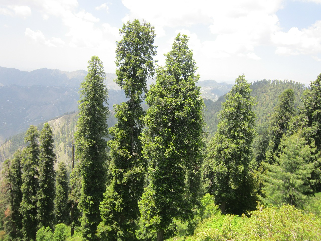 Pakistanas, Gamta, Miškas, Medžiai, Spygliuočiai, Eglės, Nemokamos Nuotraukos,  Nemokama Licenzija