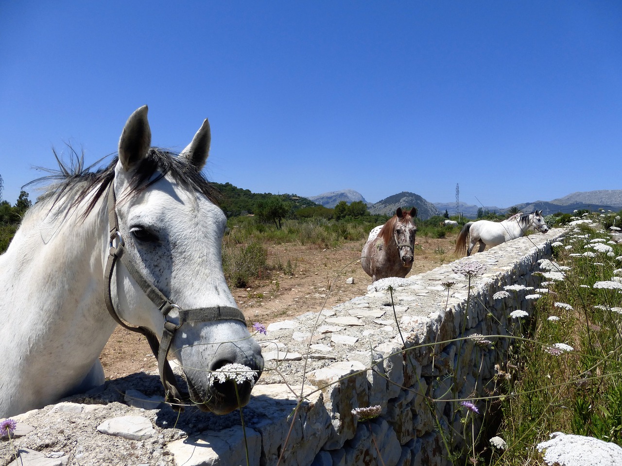 Arkliai, Palaminos, Pollensa, Maljorka, Ganykla, Nemokamos Nuotraukos,  Nemokama Licenzija