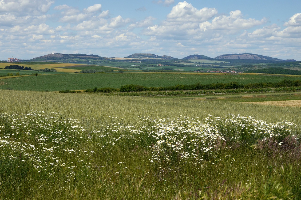 Pálava, Mikulov, Gėlės, Laukai, Šalis, Dangus, Čekų, Nemokamos Nuotraukos,  Nemokama Licenzija