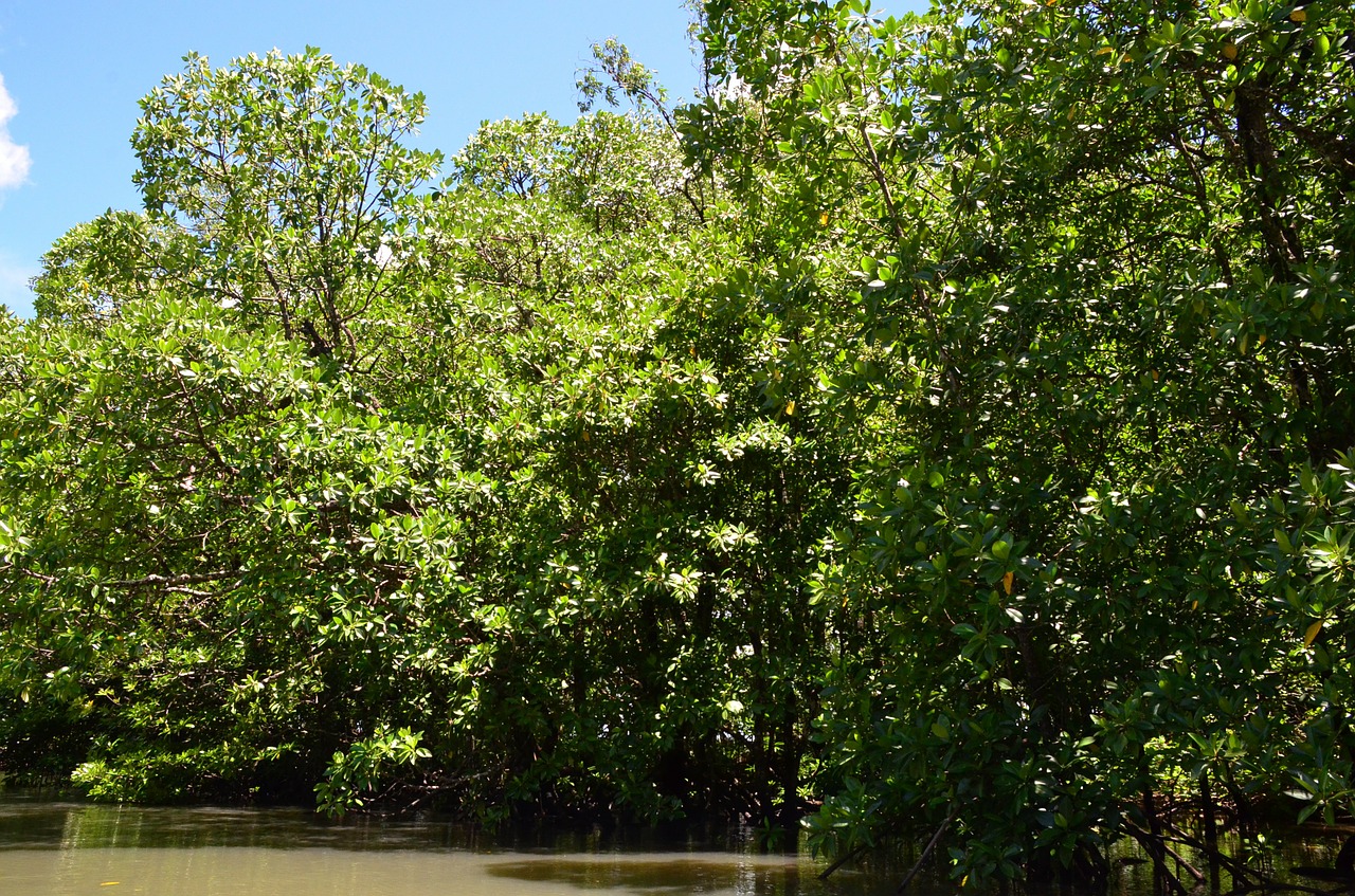 Palawan, Vanduo, Upė, Mangrove Džiunglės, Kraštovaizdis, Peizažas, Natūralus, Laukiniai, Lauke, Vaizdingas