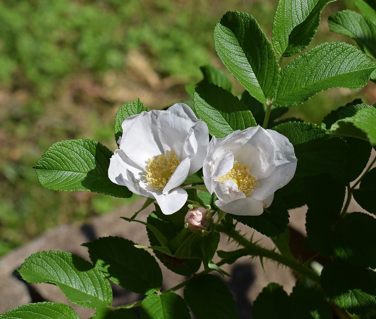 Geltonosios Rožinės Rožės, Rugosa Rožė, Blyškiai Rožinė, Gėlė, Žiedas, Žydėti, Budas, Augalas, Sodas, Gamta