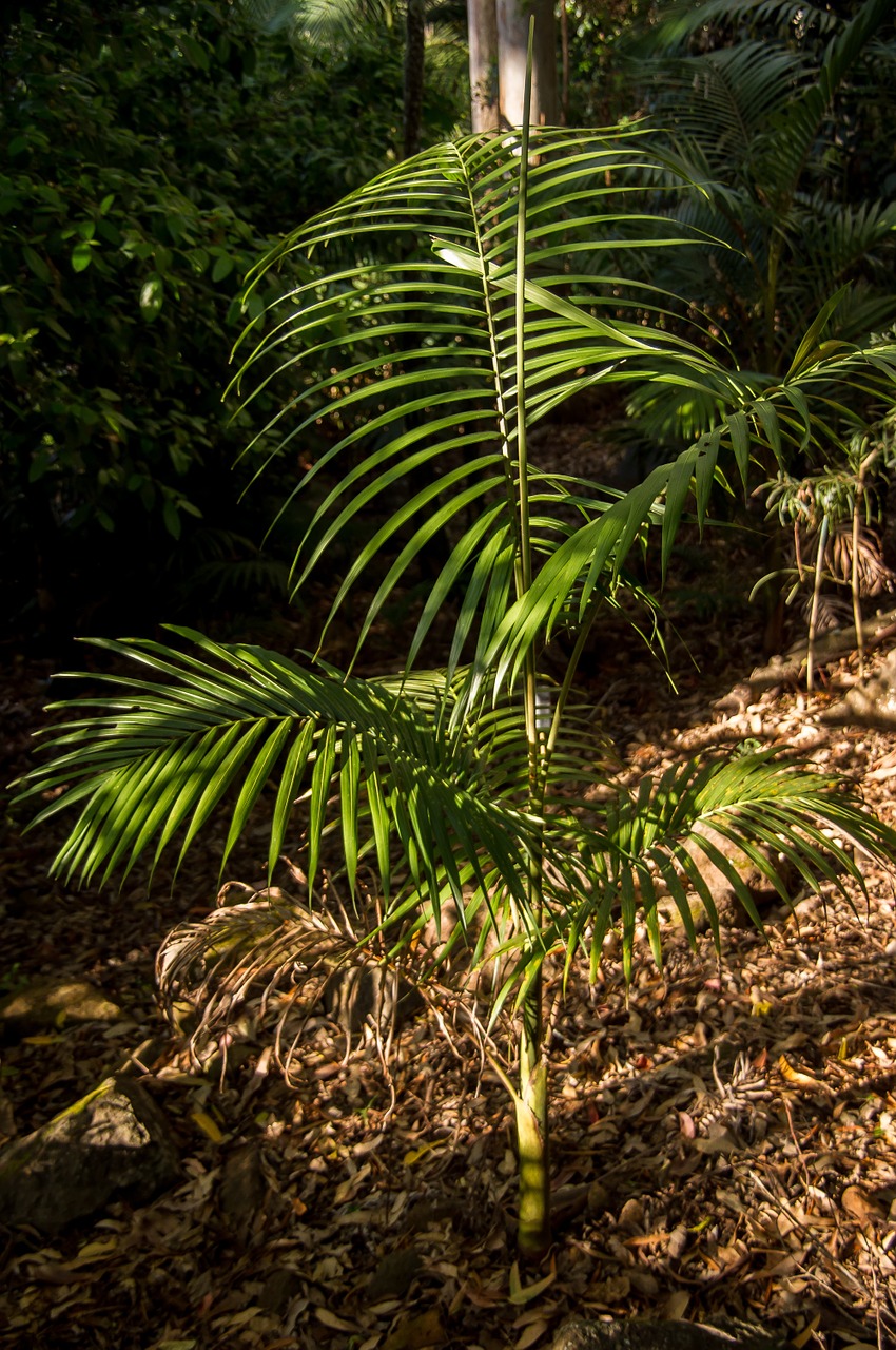 Delnas, Bangalovas Palmių, Jaunas, Medis, Miškas, Australia, Queensland, Žalias, Gimtoji, Subtropinis