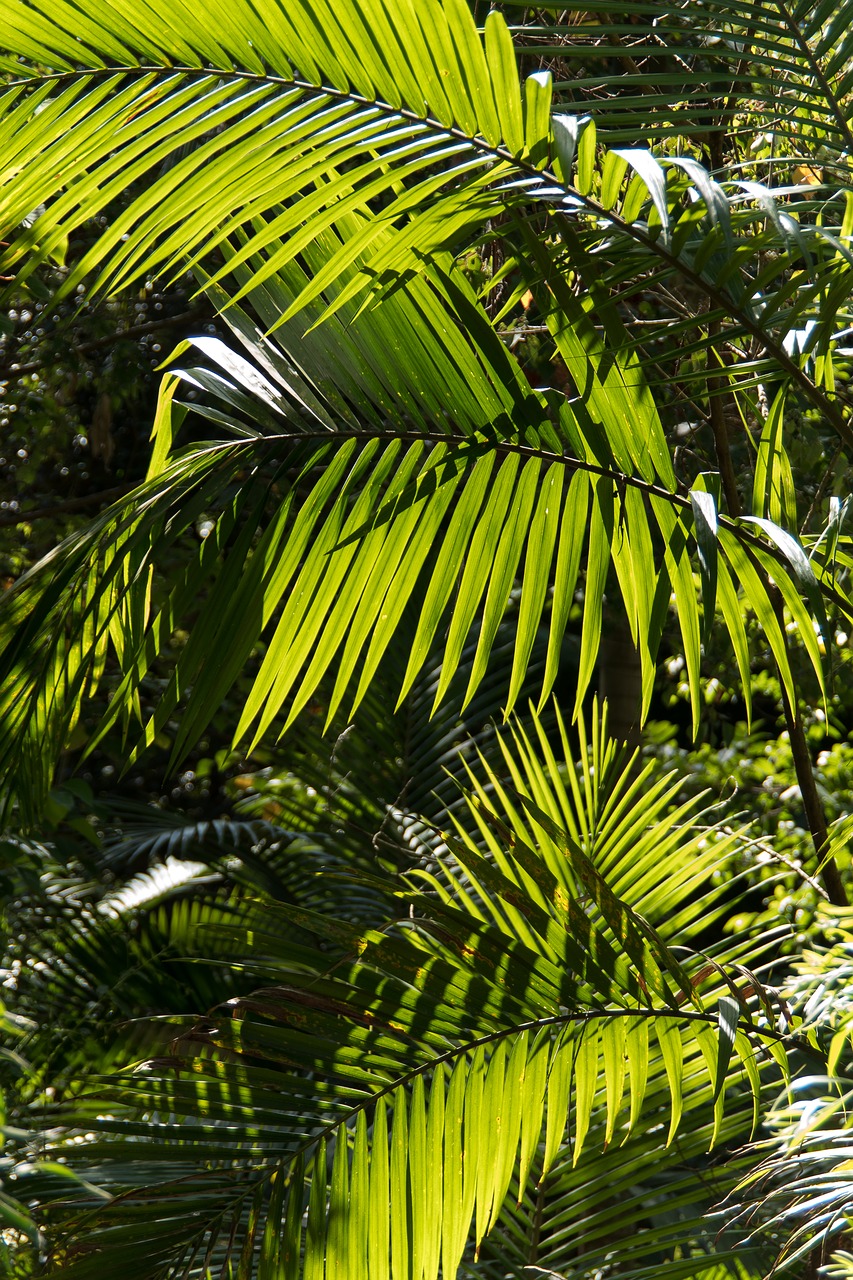 Delnas, Bangalovas Palmių, Girnas, Atogrąžų Miškai, Miškas, Australia, Queensland, Žalias, Gimtoji, Subtropinis