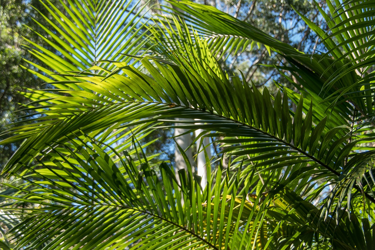 Delnas, Bangalovas Palmių, Girnas, Atogrąžų Miškai, Miškas, Australia, Queensland, Žalias, Gimtoji, Subtropinis