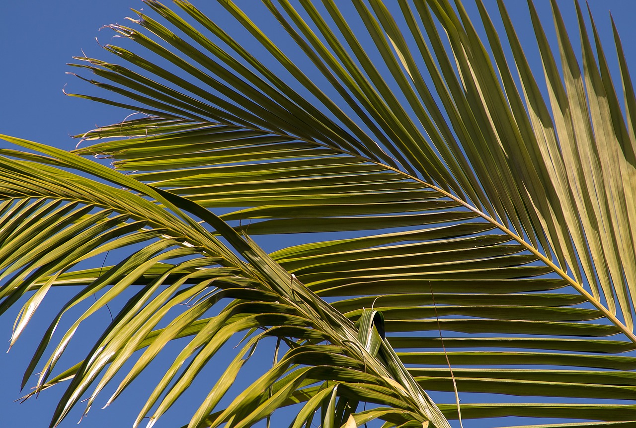 Delnas, Bangalovas Palmių, Girnas, Atogrąžų Miškai, Miškas, Australia, Queensland, Žalias, Gimtoji, Subtropinis