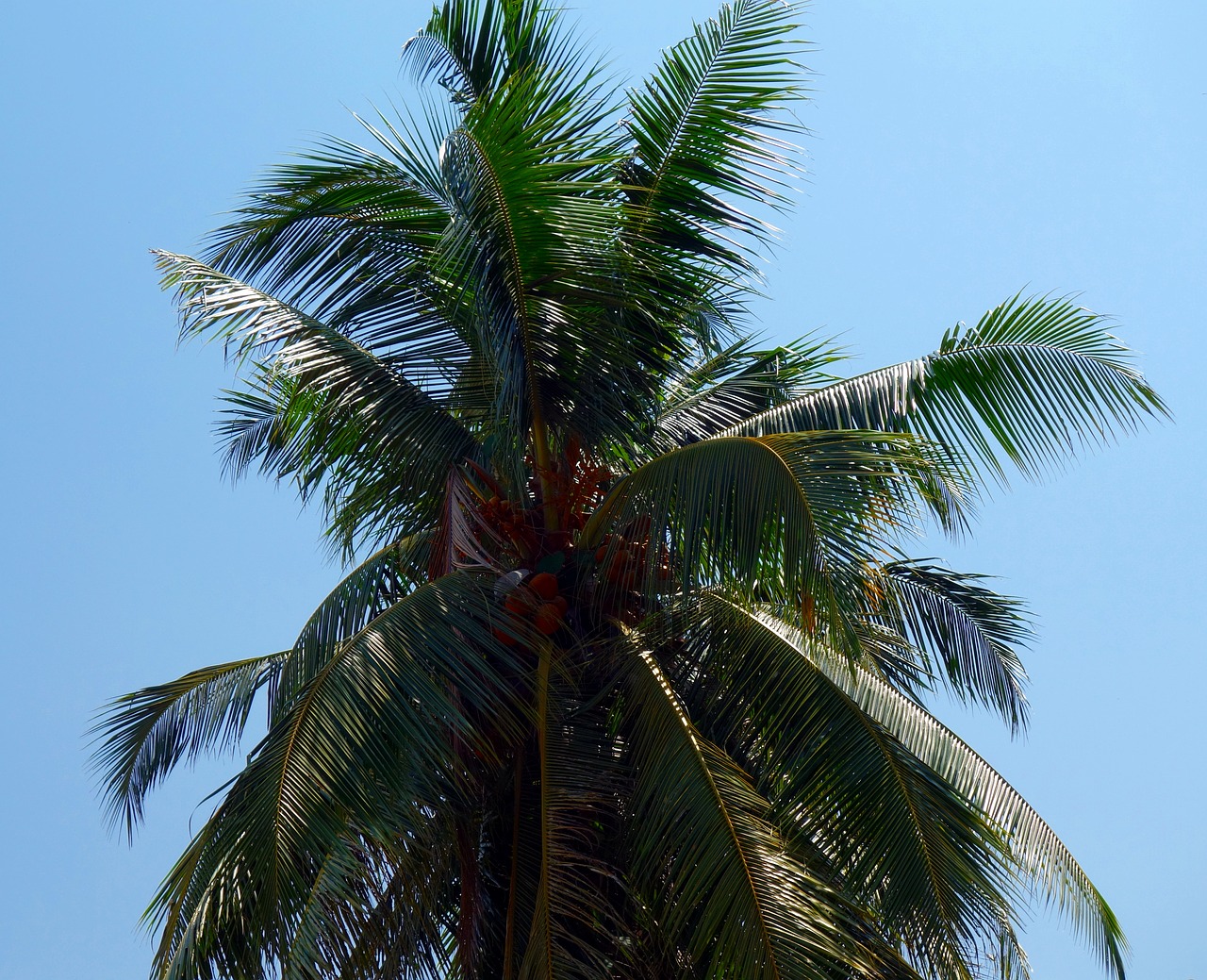 Palmių,  Tropical,  Medis,  Papludimys,  Vasara,  Kokoso,  Rojus,  Egzotiškas,  Atostogos,  Pakrantės