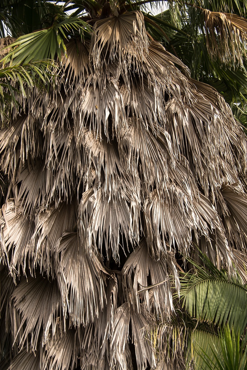 Palmių,  Fronds,  Kabantis,  Washingtonia Palmių,  Medis, Nemokamos Nuotraukos,  Nemokama Licenzija