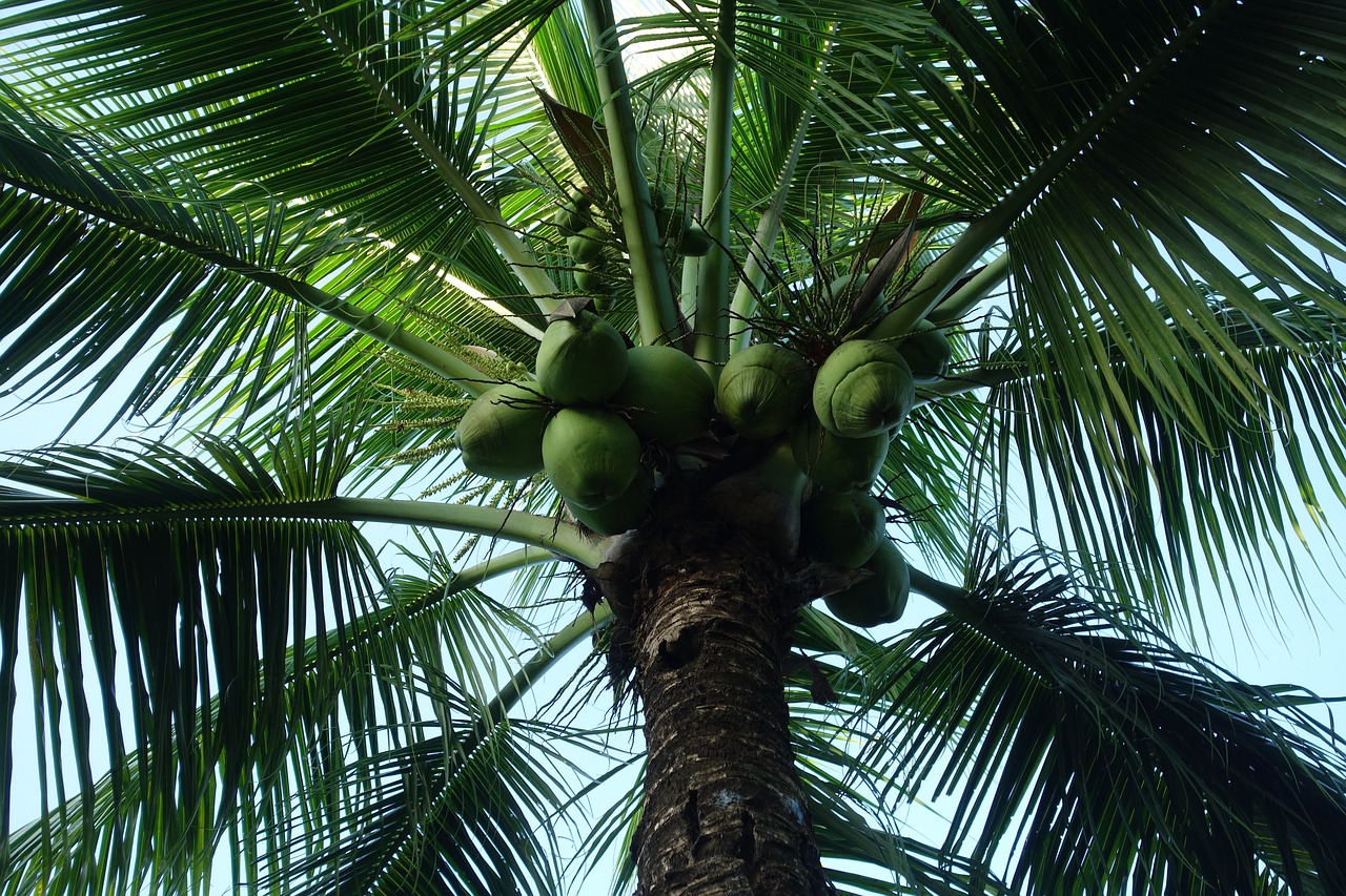 Palmių,  Medis,  Tropical,  Vasara,  Pobūdį,  Surinamas, Nemokamos Nuotraukos,  Nemokama Licenzija