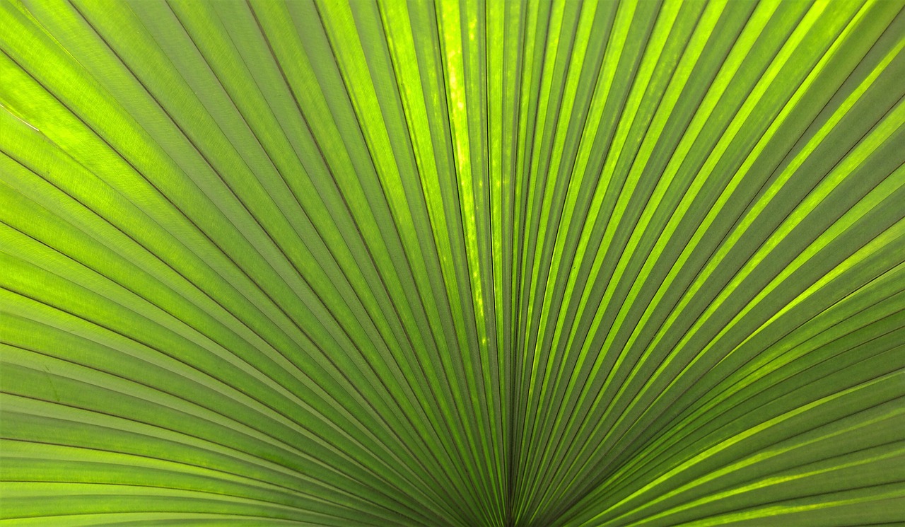 Palmių,  Lapų,  Tropical,  Žalias,  Augalų,  Tropic,  Natūralus,  Lapai, Nemokamos Nuotraukos,  Nemokama Licenzija