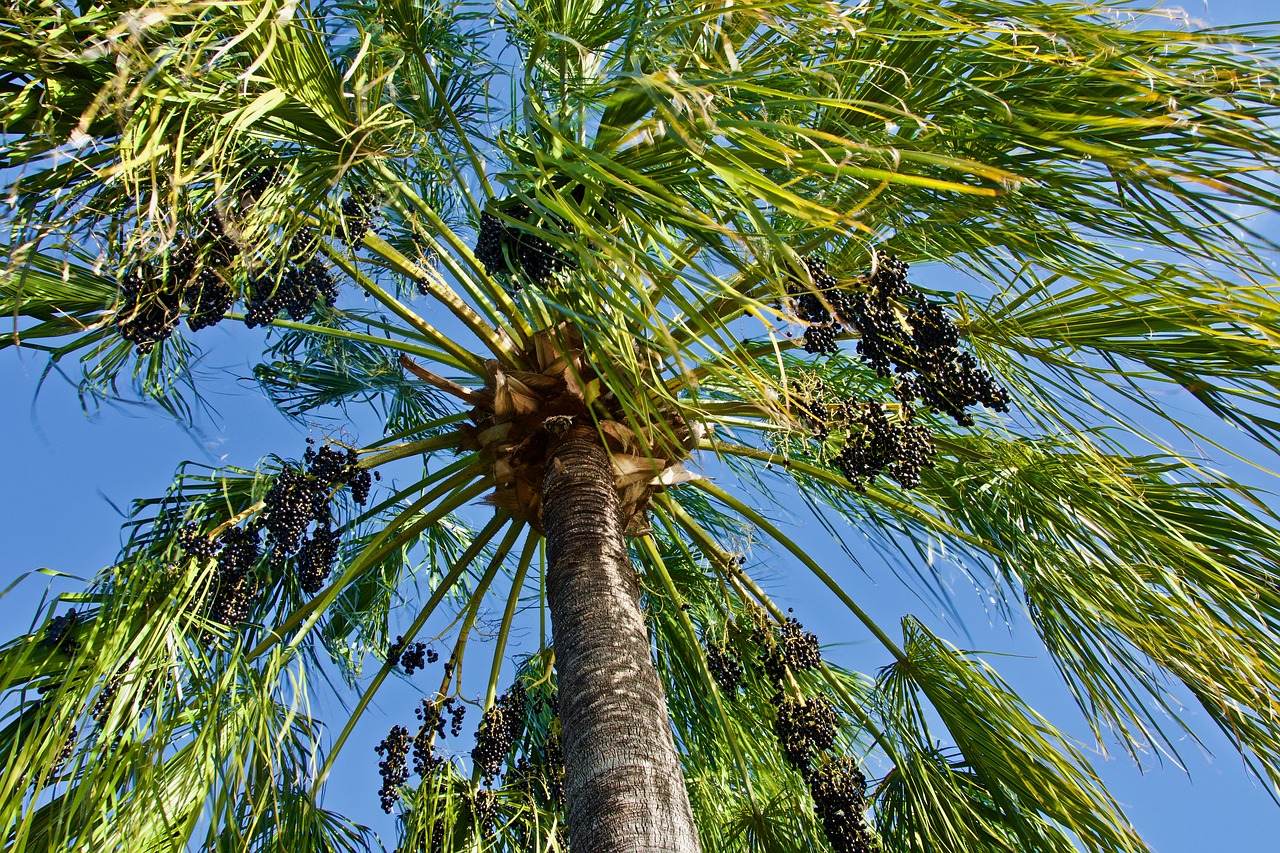 Palmių,  Medis,  Vaisių,  Lapai,  Pobūdį,  Derlius,  Augimas,  Tropinis, Nemokamos Nuotraukos,  Nemokama Licenzija