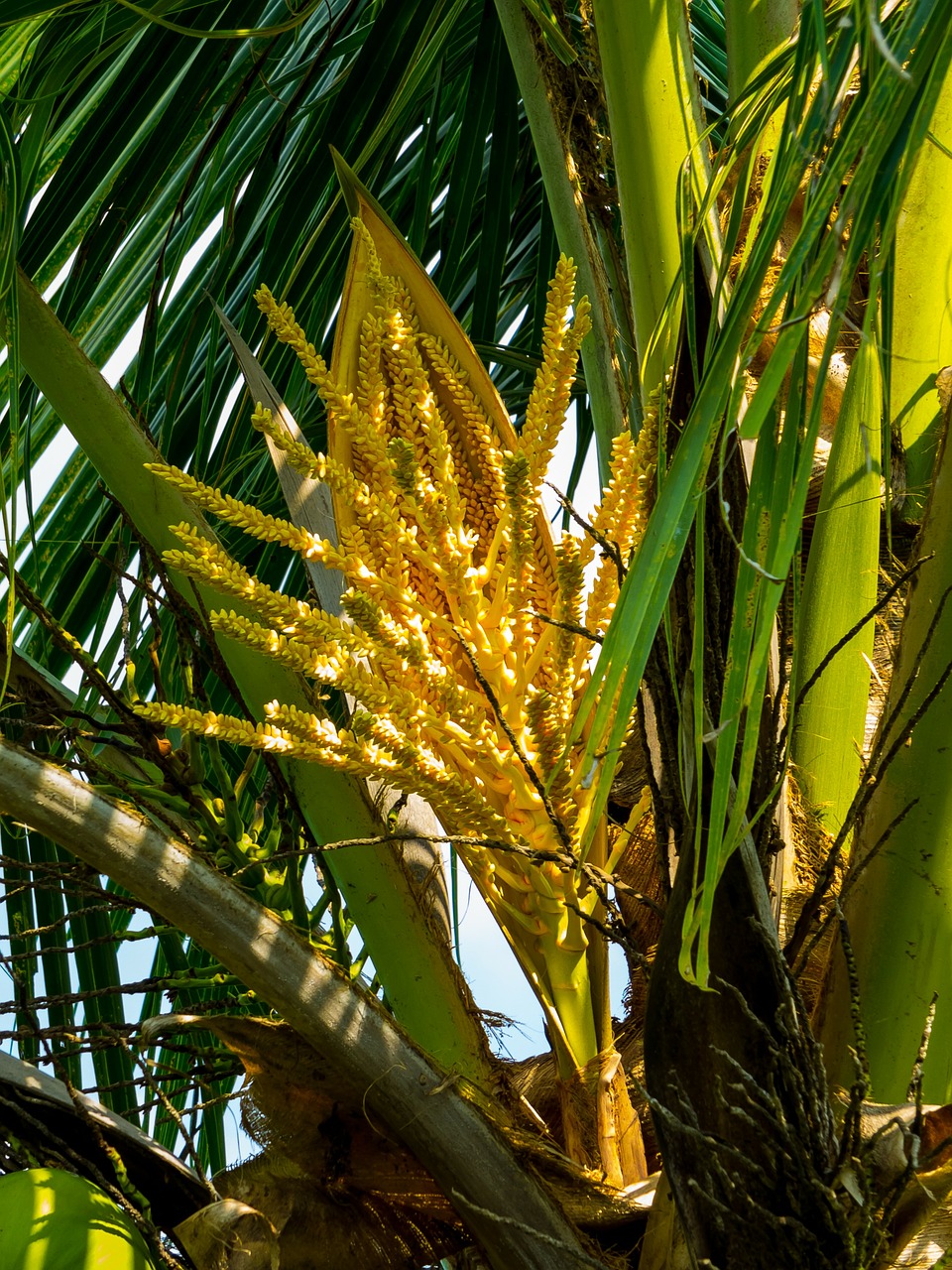 Palmių Žiedas, Kokoso Medis, Delnas, Nemokamos Nuotraukos,  Nemokama Licenzija
