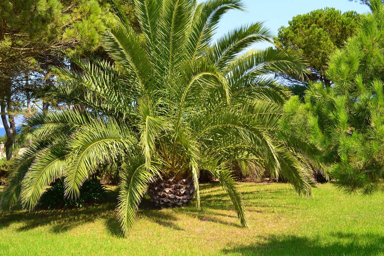 Delnų Canarian, Delnas, Ispanija, Nemokamos Nuotraukos,  Nemokama Licenzija