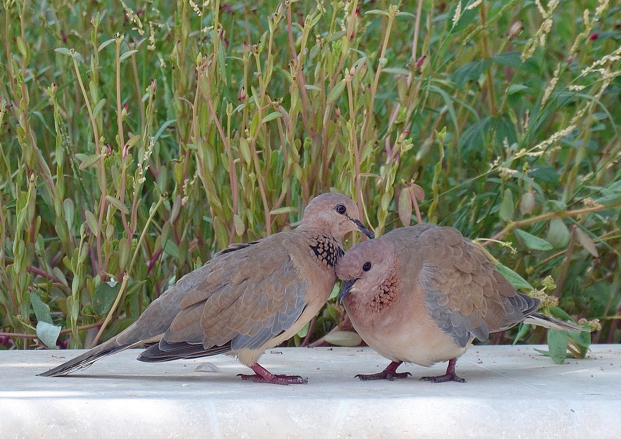 Palmių Balandžiai, Balandis, Paukščiai, Dubai, Nemokamos Nuotraukos,  Nemokama Licenzija