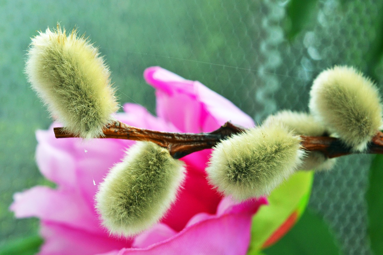 Palmių Kačiukas, Gluosnių Catkins, Balkonas, Ganykla, Uždaryti Įrašą, Gamta, Rožinis, Augalas, Ganymas Šiltnamyje, Filialas