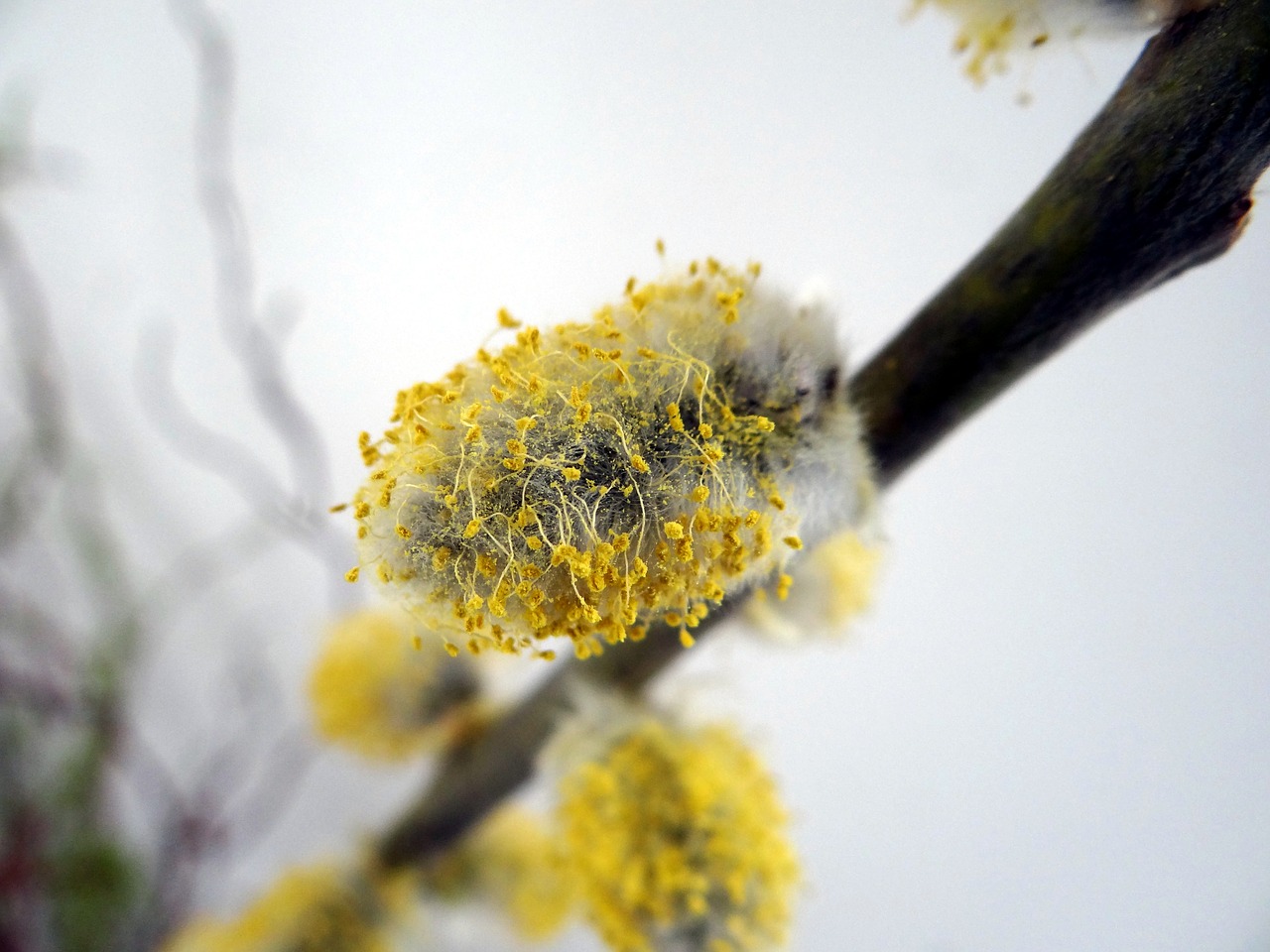 Palmių Kačiukas, Žiedas, Žydėti, Geltona, Pavasaris, Gluosniai Kačiukai, Žydėti, Gluosnių Catkins, Uždaryti, Ganymas Šiltnamyje