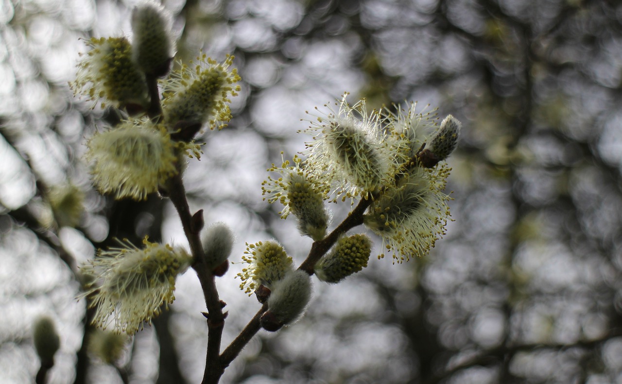 Palmių Kačiukas, Ganyklos, Ganyklų Kate, Ganykla, Žiedas, Žydėti, Gėlės, Pavasaris, Salės Pieva, Gluosnių Catkins